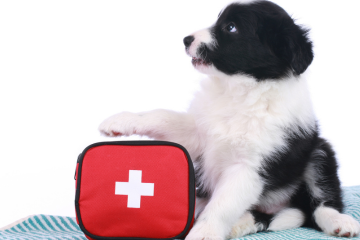 Emergency Preparedness Plan Pet Emergency Kit with essential supplies and comfort items for your pet during an emergency.