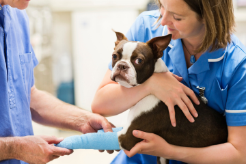 Emergency Preparedness Post Emergency Health Checks which include veterinary visits.